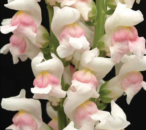 Maryland Appleblossom – mjukt rosa lejongap för tidiga och pålitliga buketter Palettparadiset