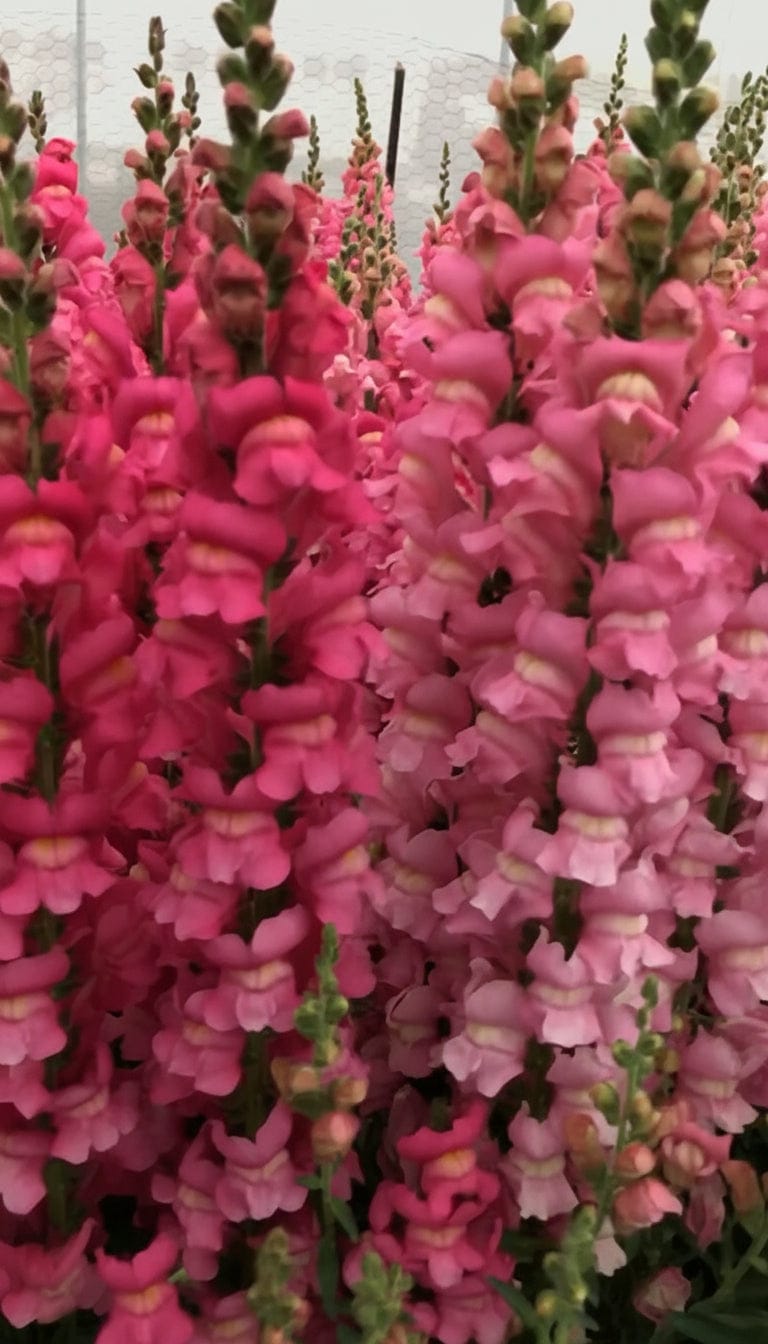 Maryland True Pink – klassiskt rosa lejongap med tidig och stabil blomning Palettparadiset