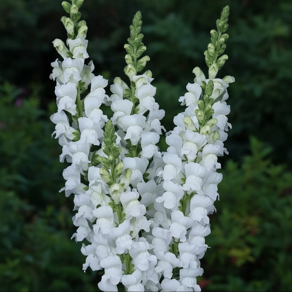 Maryland White – vitblommande lejongap med ren, klassisk elegans Palettparadiset