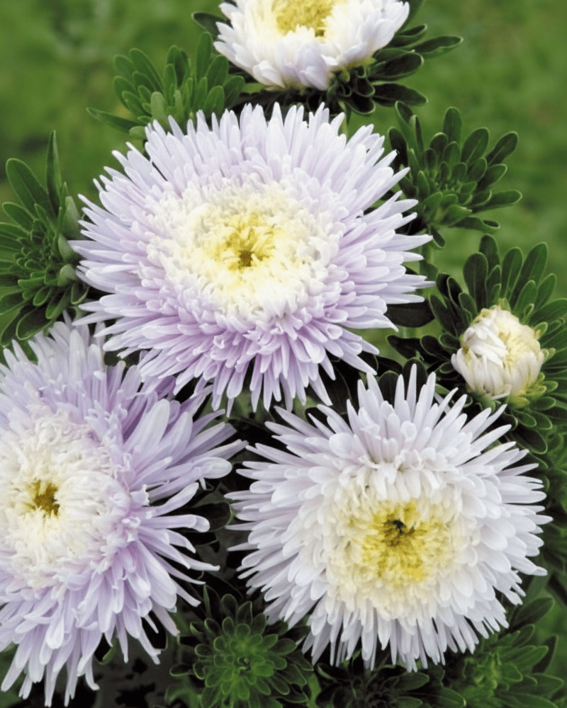 Matador soft blue – silkesblå sommaraster för snitt & sensommarbuketter Palettparadiset