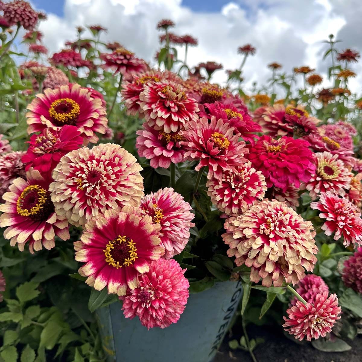 Mazurika - Zinnia Palettparadiset