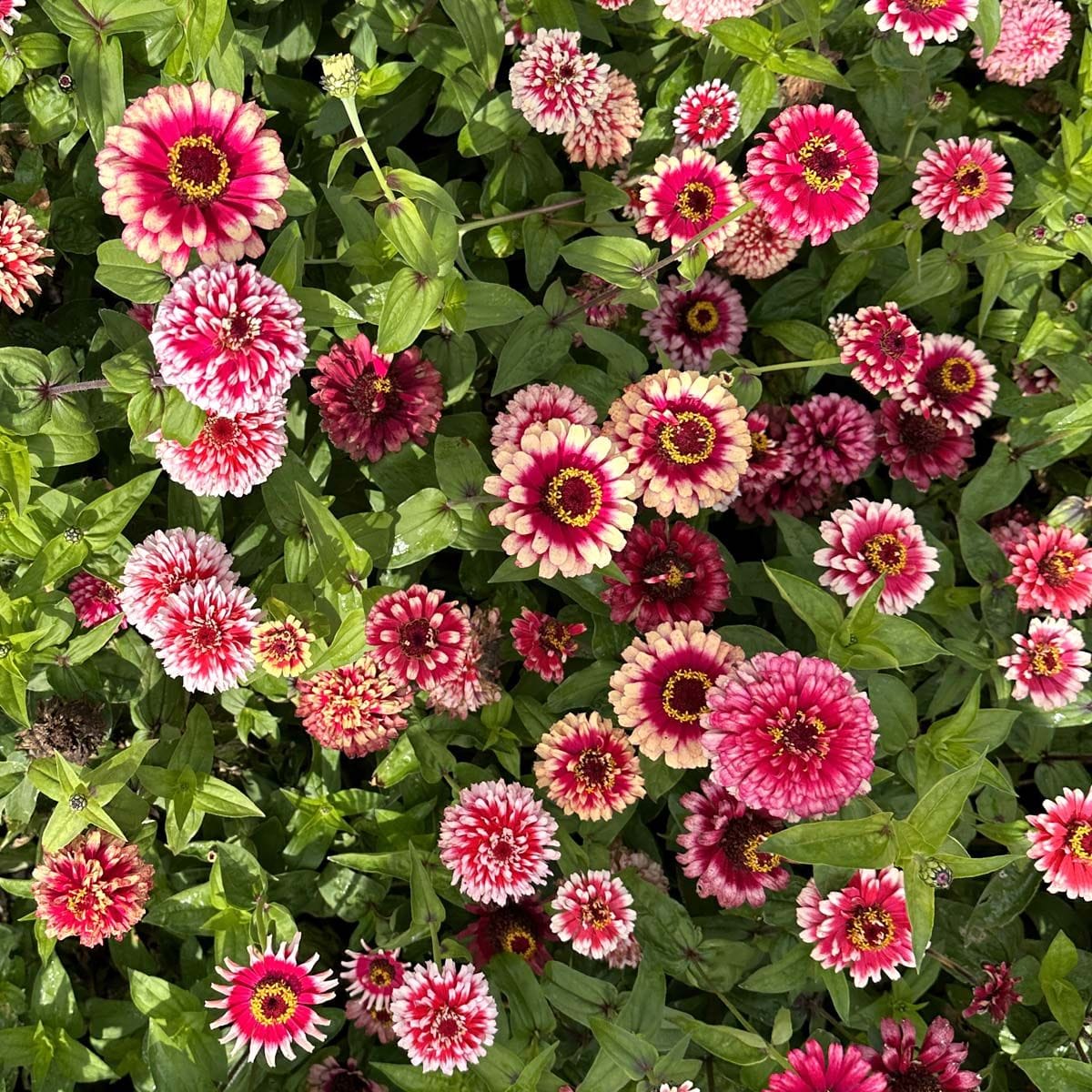 Mazurika - Zinnia Palettparadiset