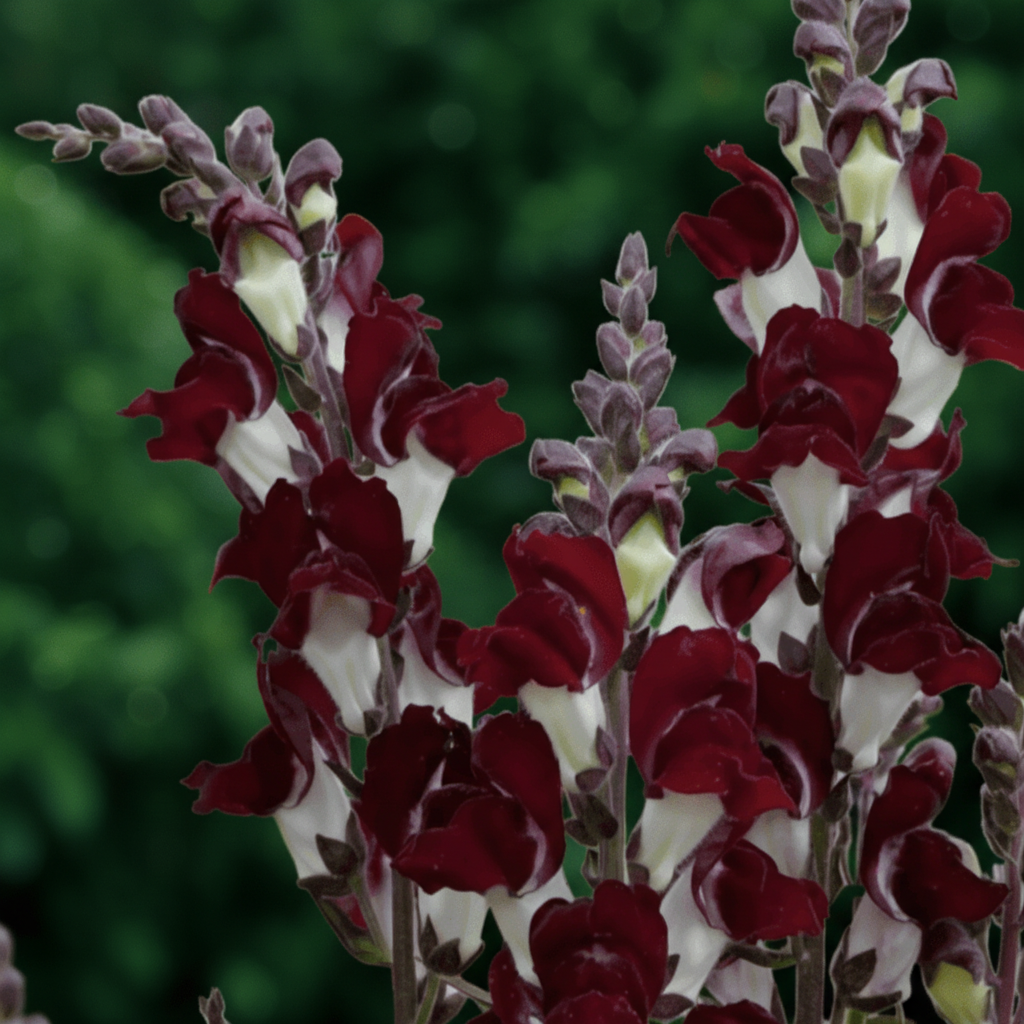 Night and Day – Lejongapsfrön för blommor i vinrött och elfenbensvitt Palettparadiset