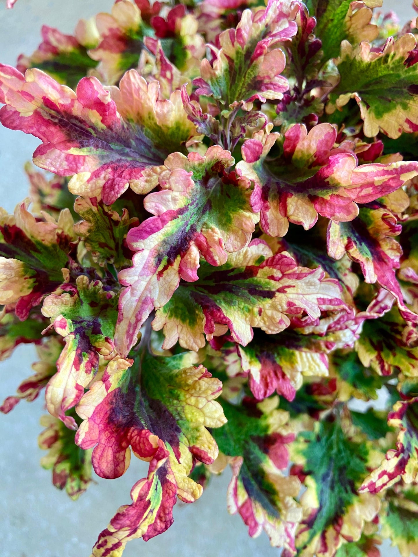 NN Gondul – palettblad med glada färger