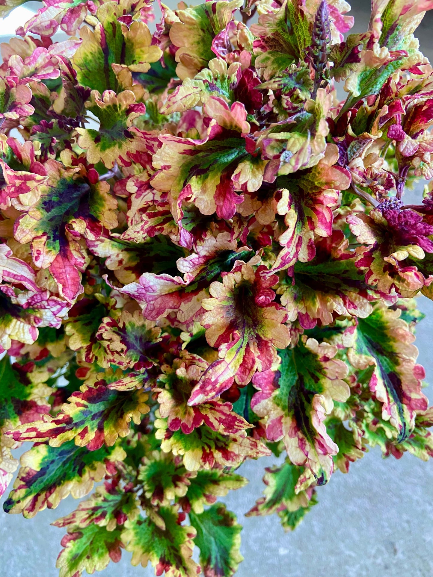 NN Gondul – palettblad med glada färger