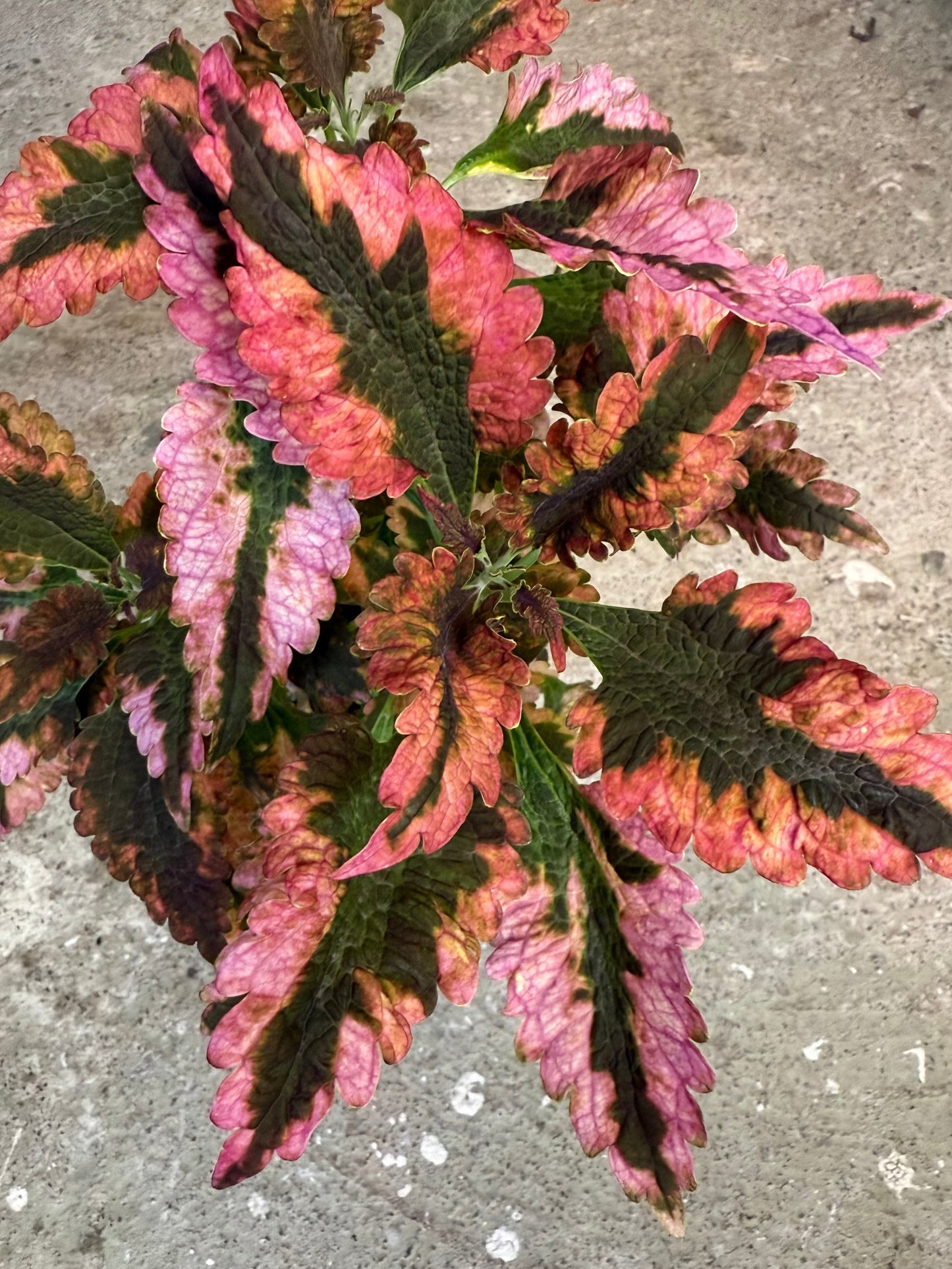 Paisley Shawl rosa sport - Stickling Palettparadiset