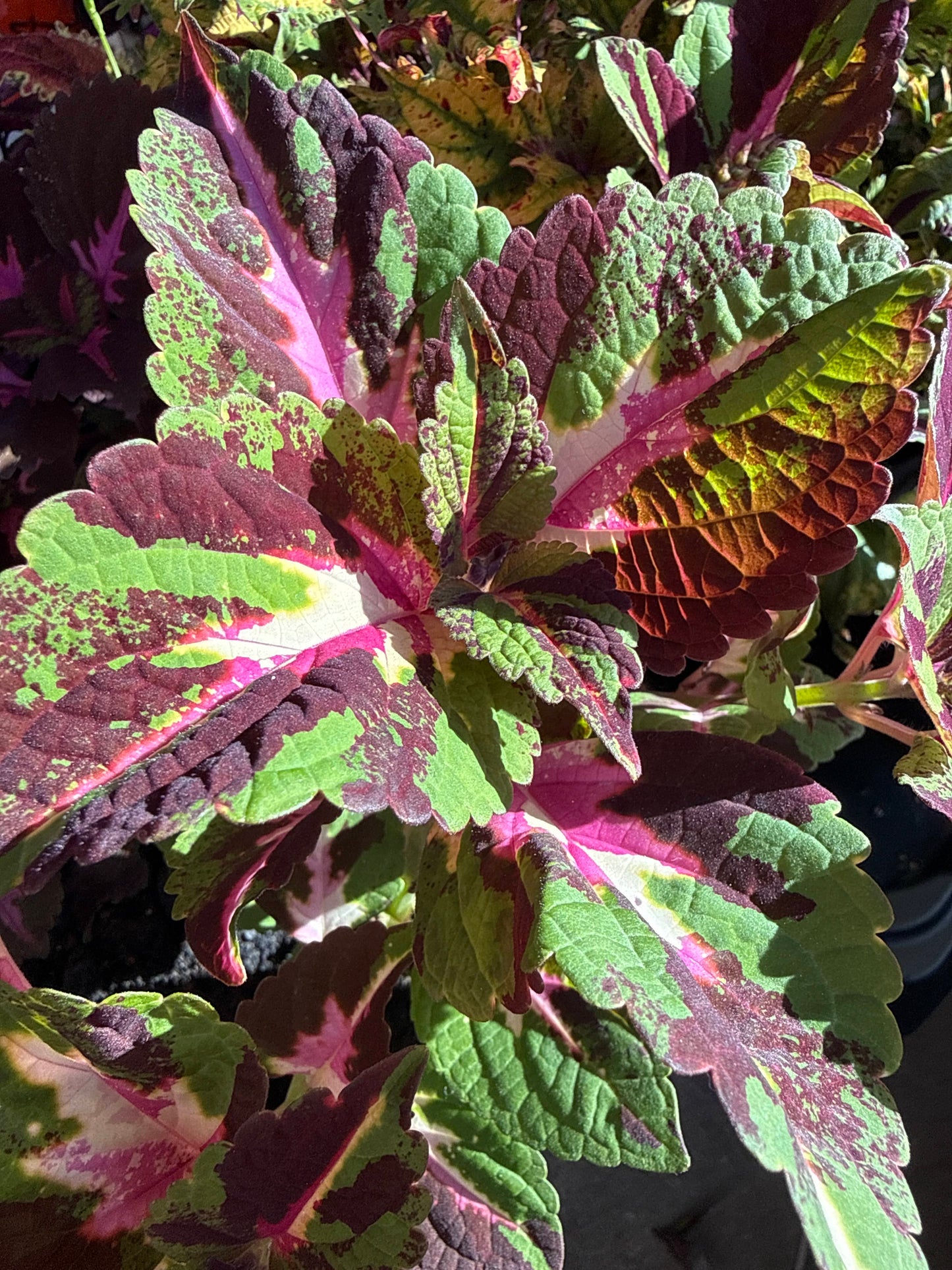 Palettblad ‘Christmas Candy’