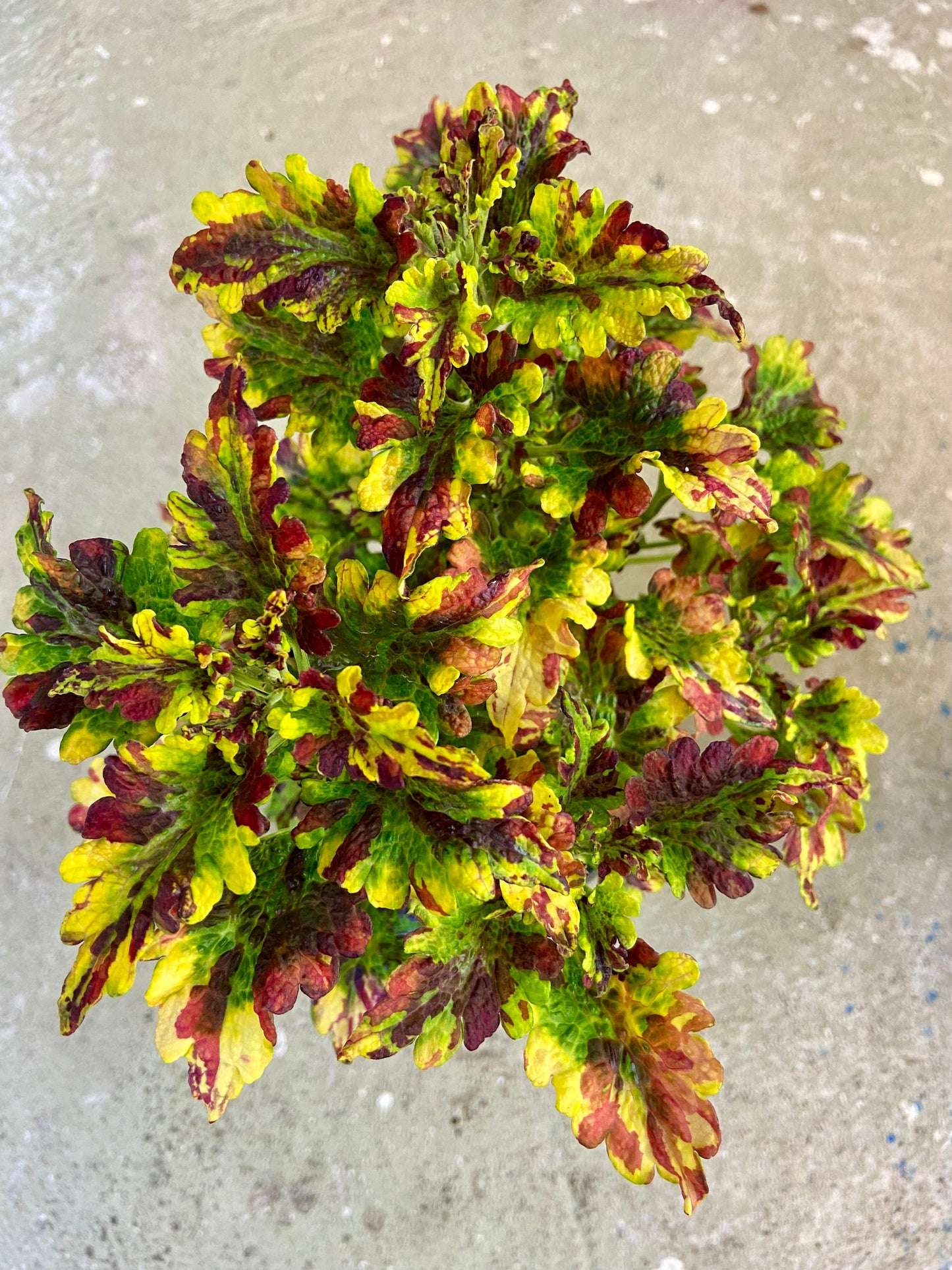 Frösådd av Louise R.- Stickling Palettparadiset