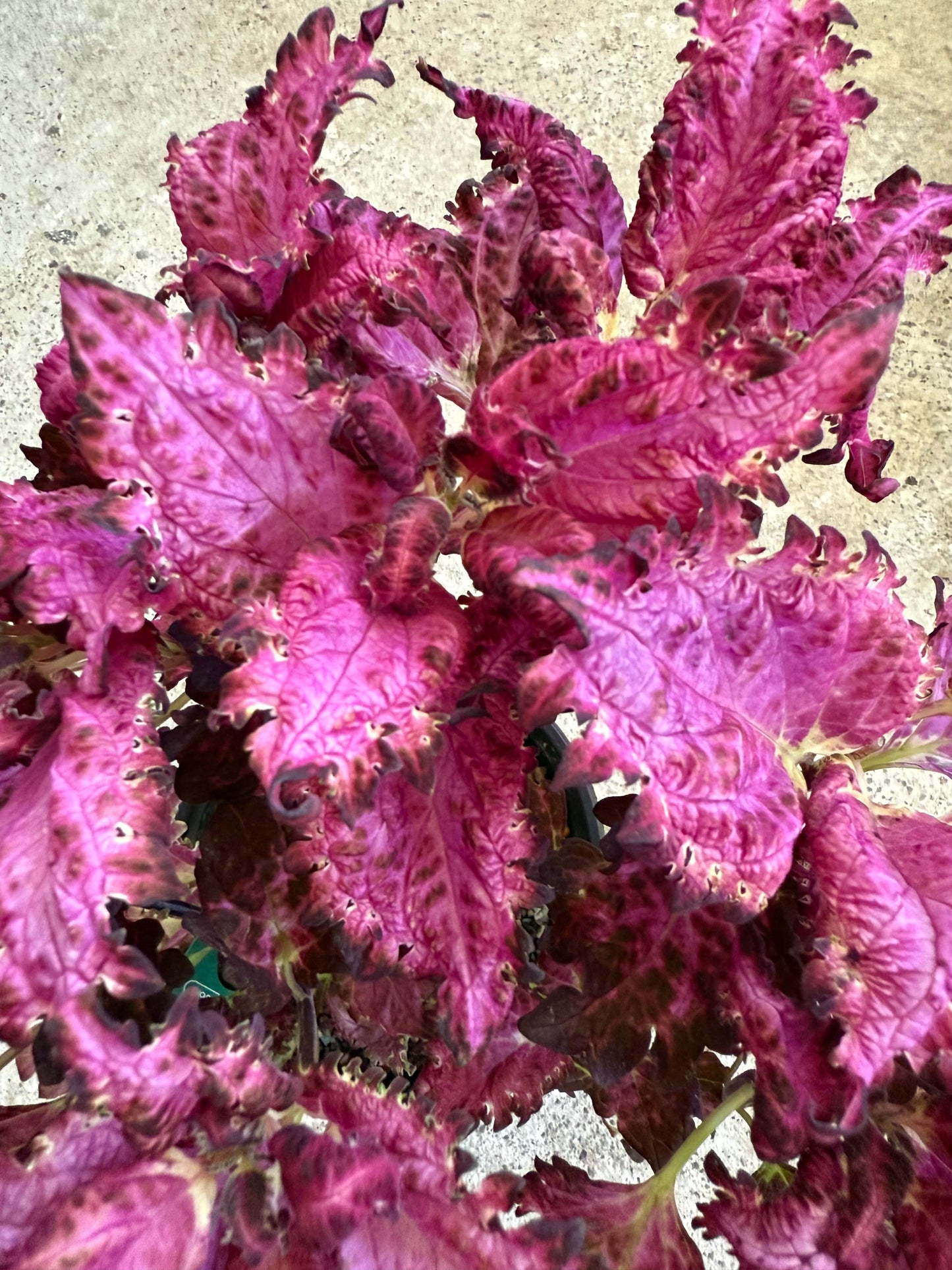 Palettparadiset F2503 - Stickling Palettparadiset