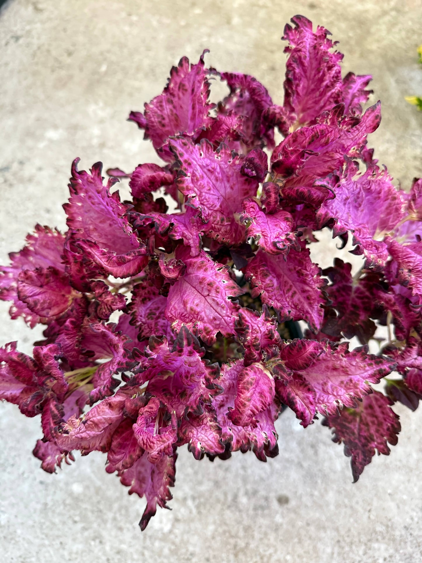 Palettparadiset F2503 - Stickling Palettparadiset