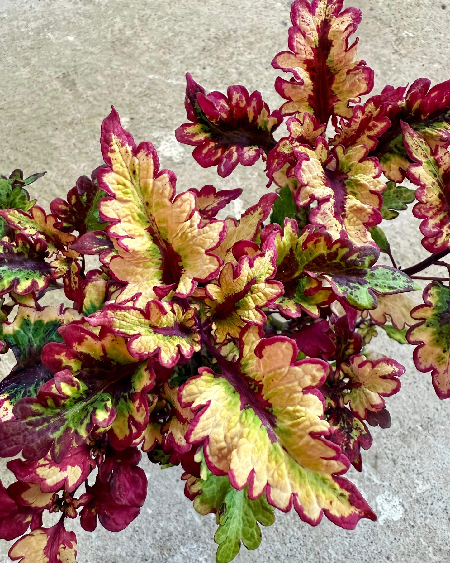 Palettparadiset F2505 - Stickling Palettparadiset