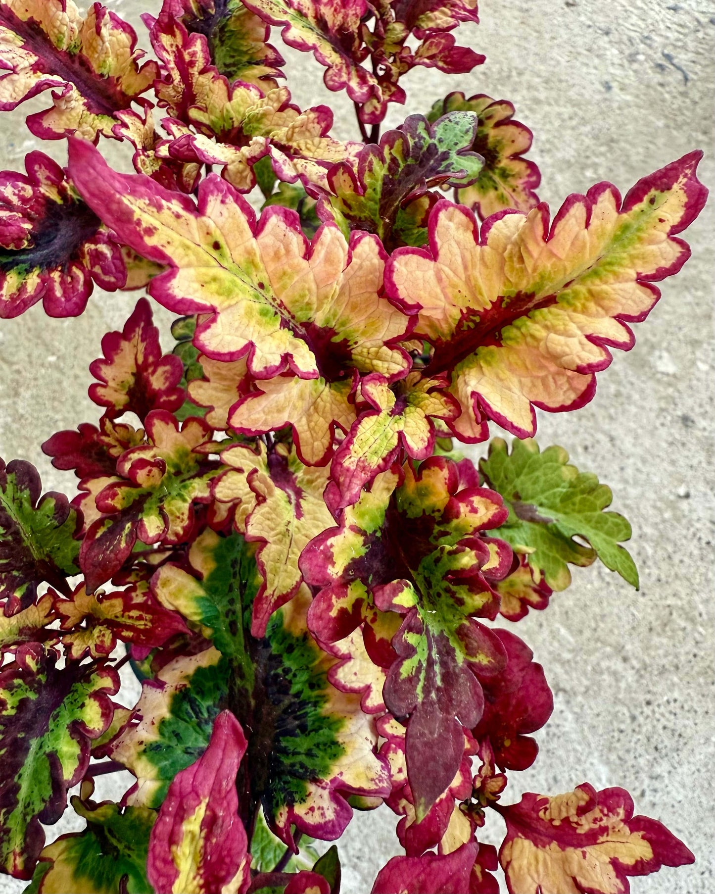 Palettparadiset F2505 - Stickling Palettparadiset