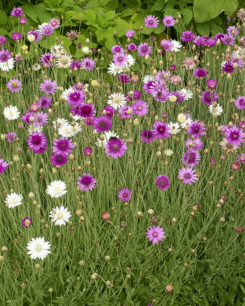Pappersblomma Mix – silkiga eterneller för buketter & torkning Palettparadiset