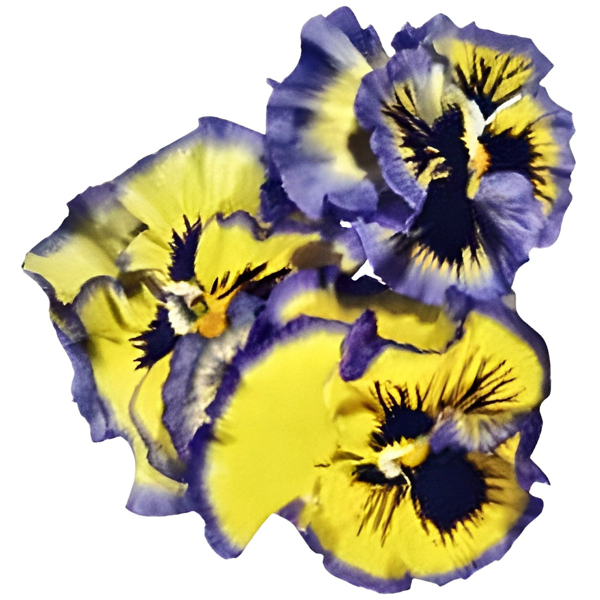 Pensé ‘Aurora Shades Mix’ F1 – krusiga blommor i gula toner med blå kant