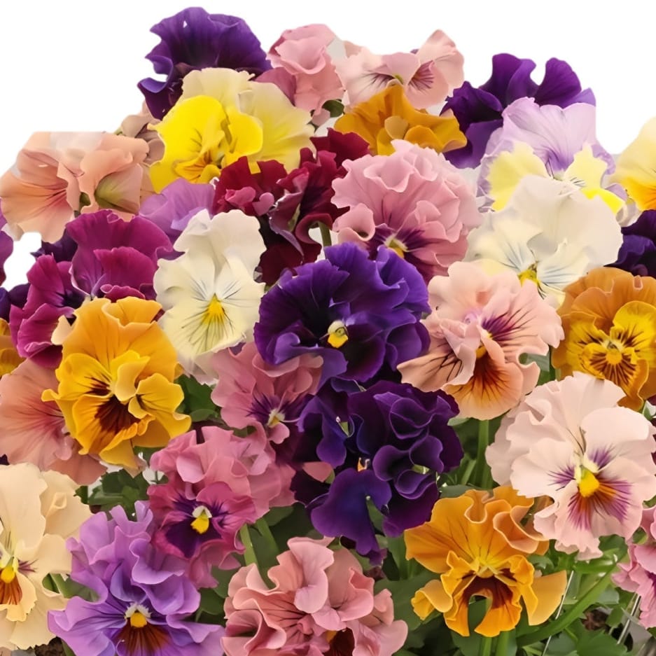 Pensé ‘Ballerina Mix’ F1 – krusade penséblommor i rosa, persika, gult, krämvitt och lila