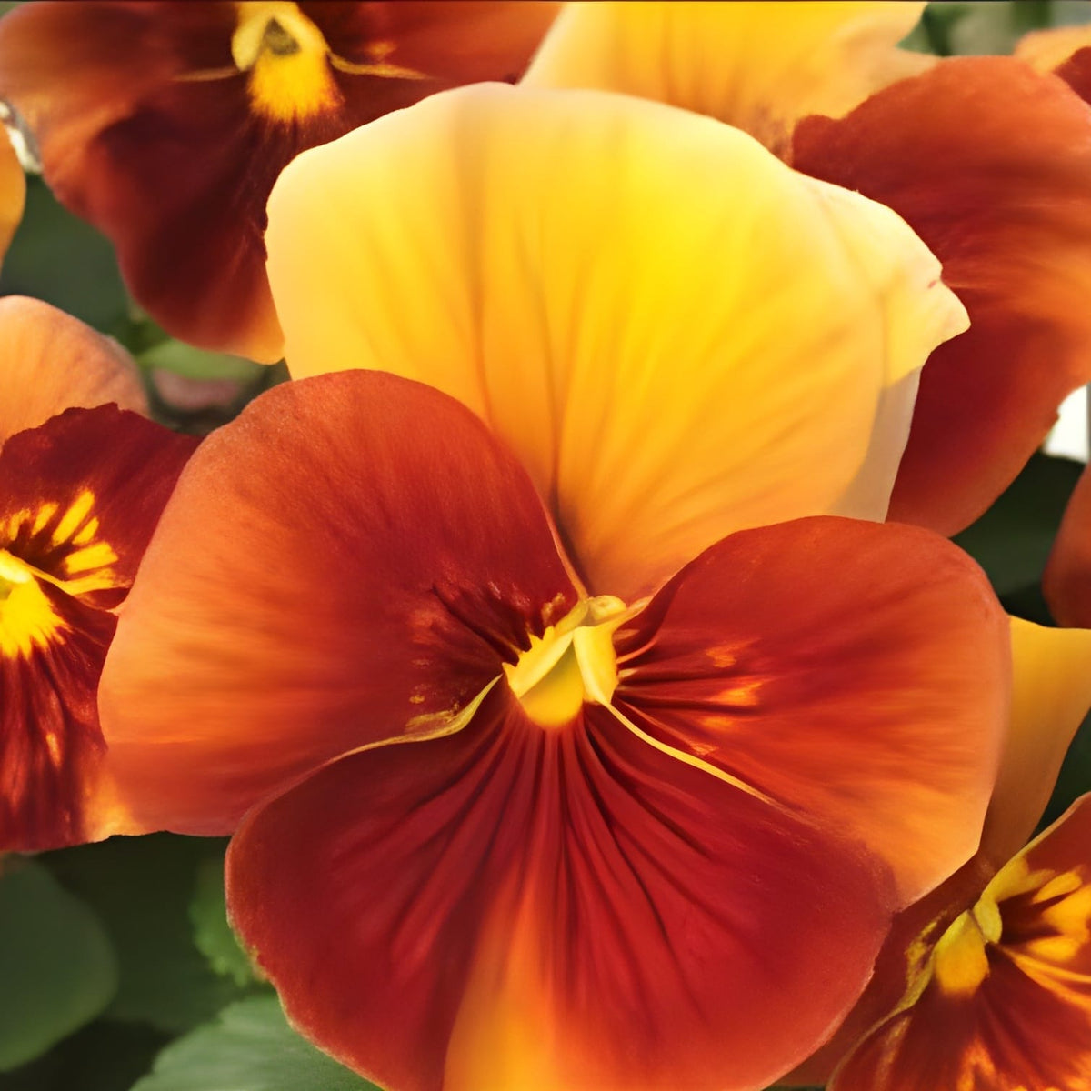 Pensé ‘Desiderio Terracotta’ F1 i orange och brons