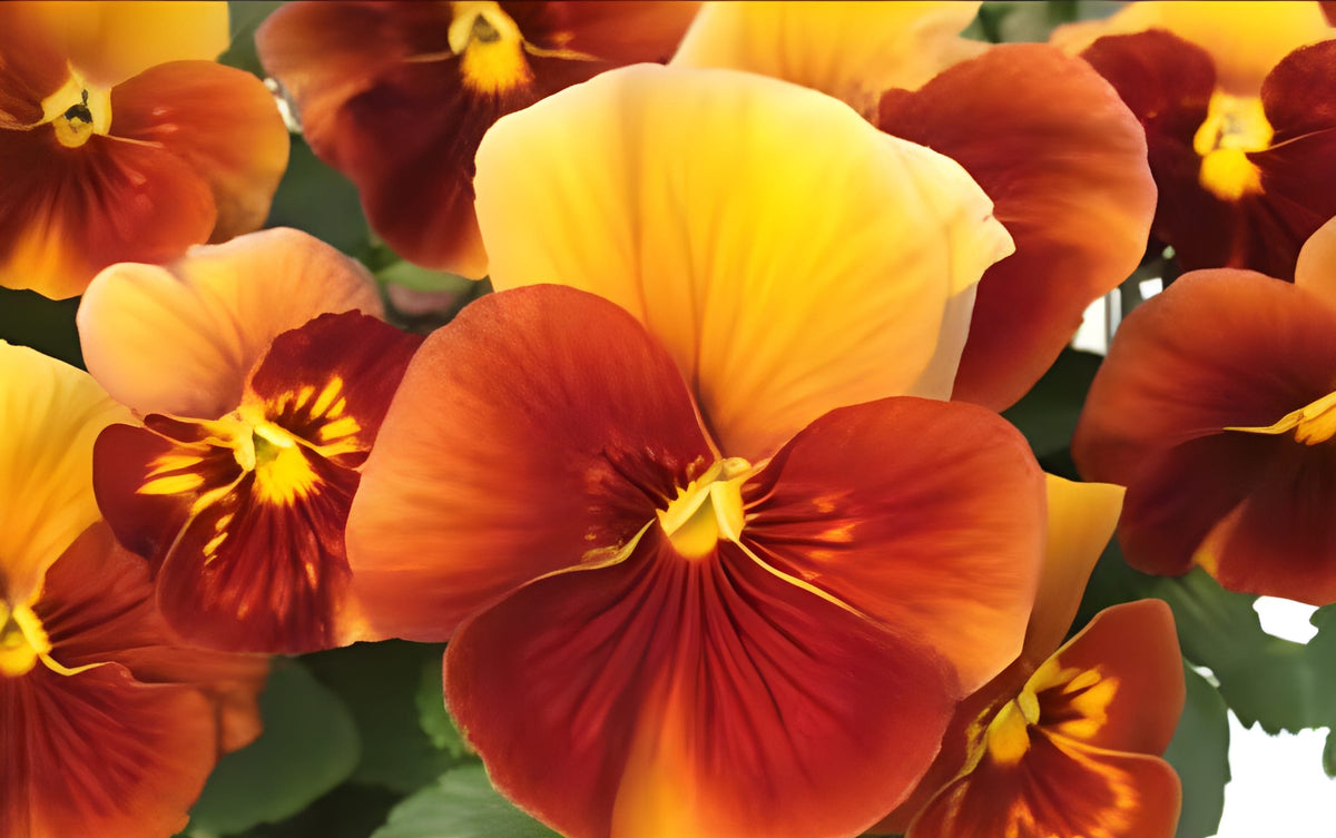 Pensé ‘Desiderio Terracotta’ F1 – storblommig pensé i mangoorange och brons