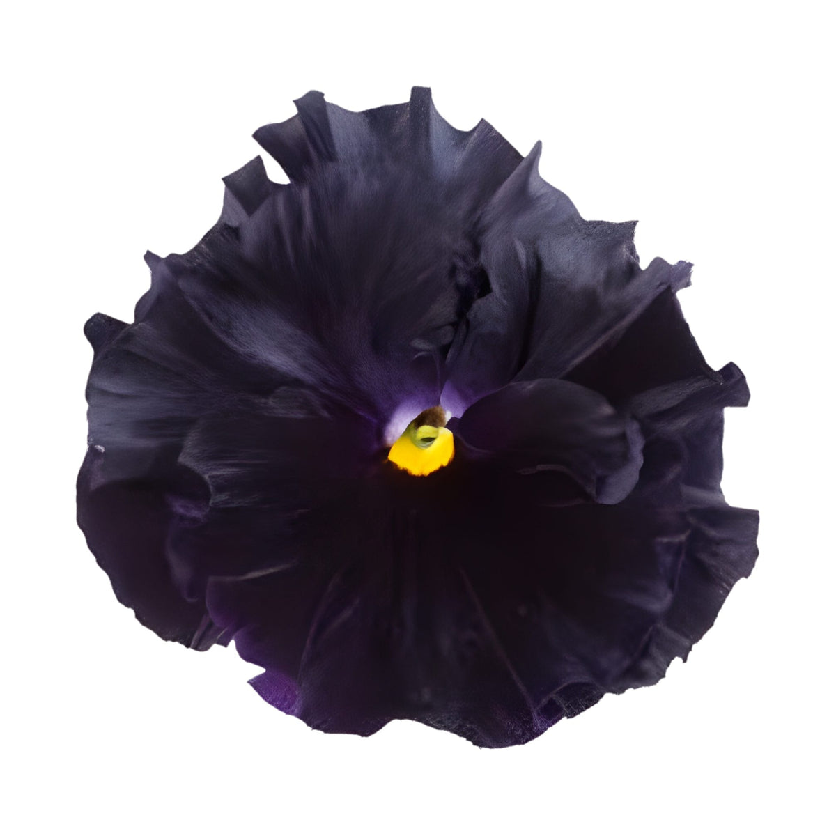 Pensé ‘Flamenco Black Moon’ F1 – fyllda, krusiga blommor i sammetssvart