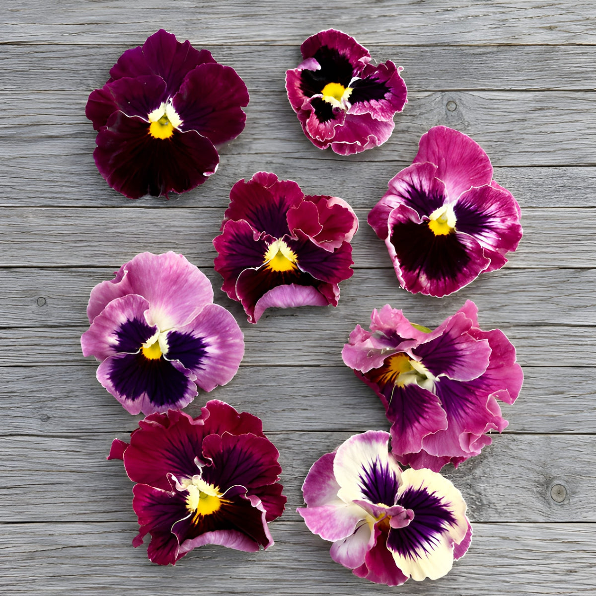 Pensé ‘Flamenco Tricolor Rose’ F1 – fyllda, krusiga blommor i hallonrött, rosa och vinrött