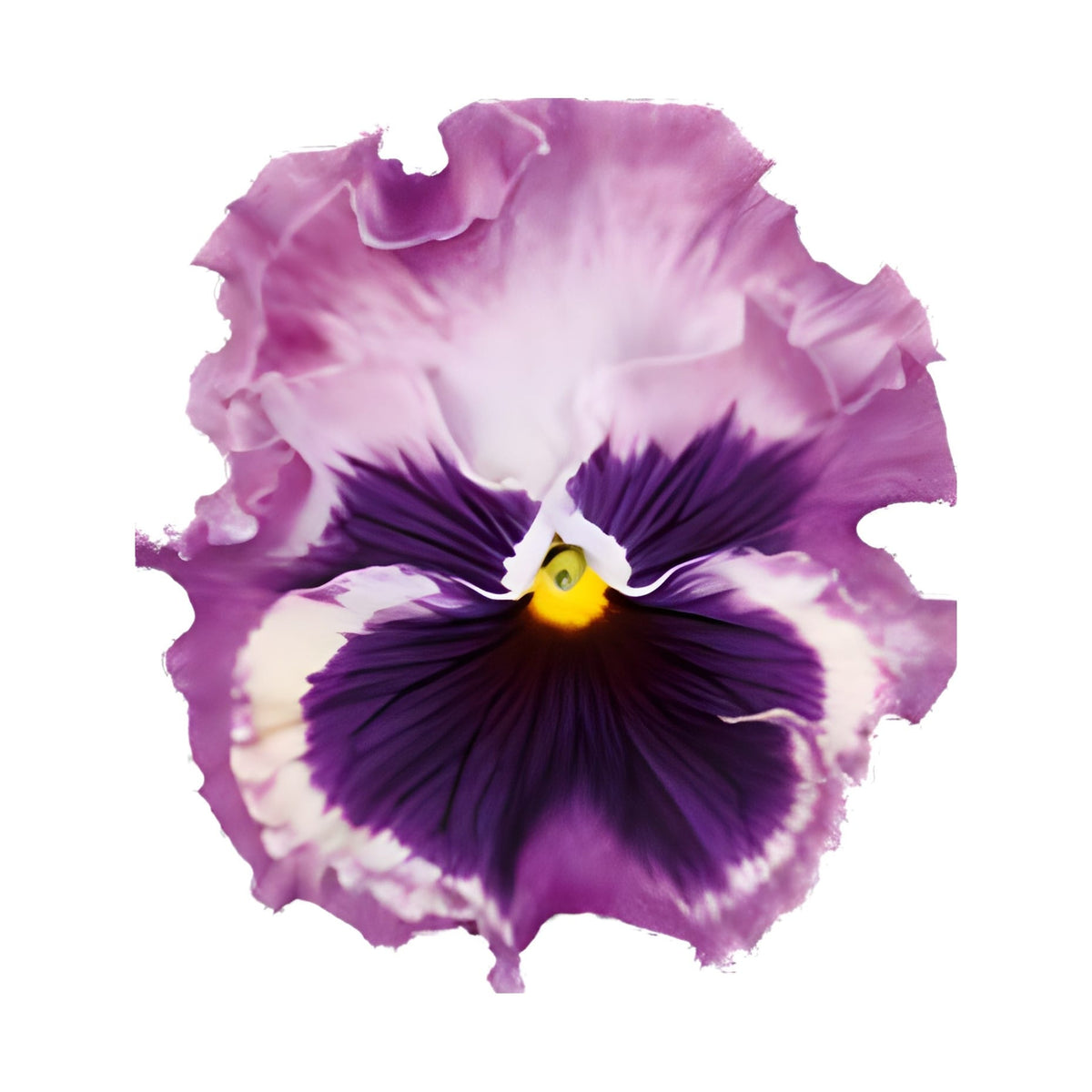 Pensé ‘Flamenco Tricolor Rose’ F1, fylld pensé i rosa toner