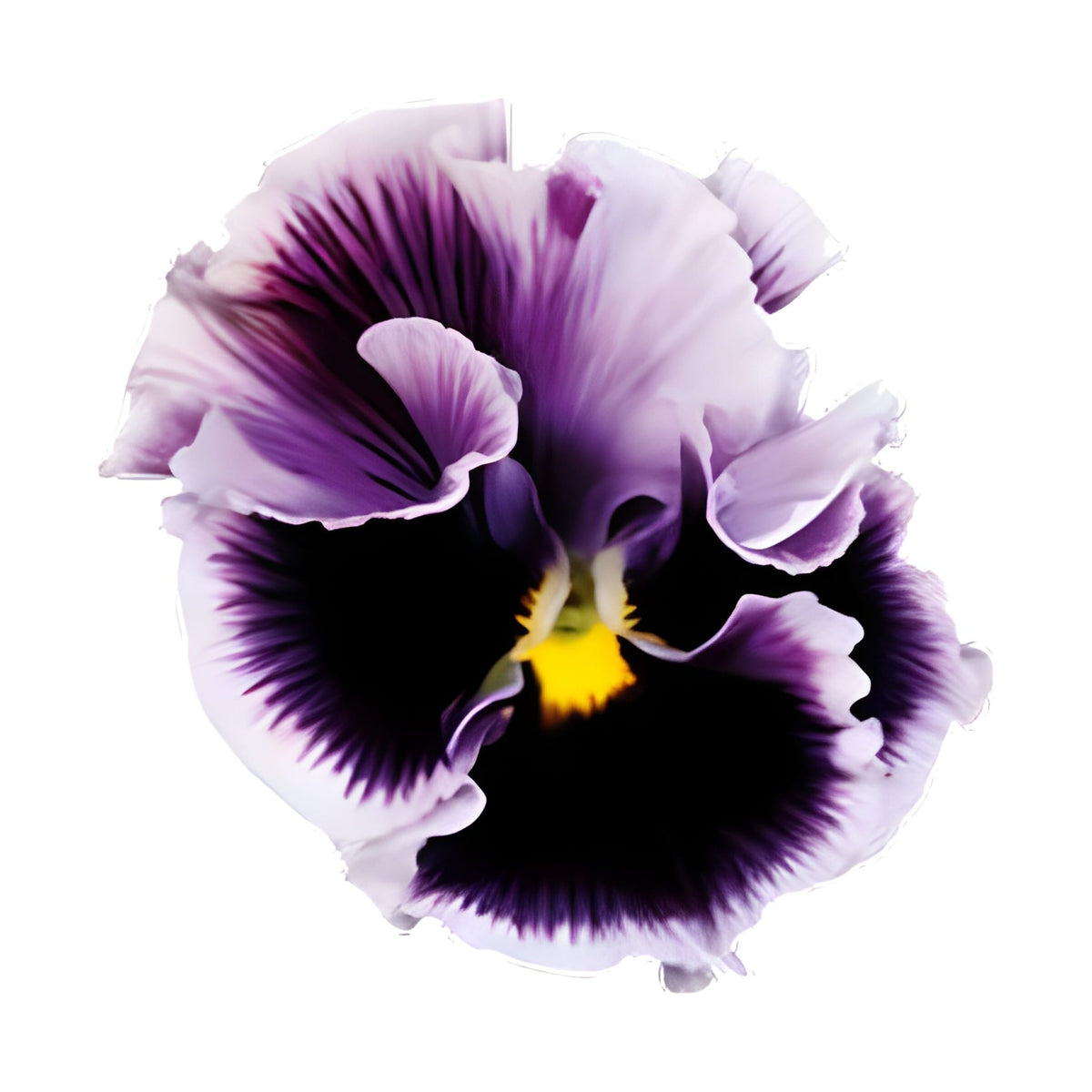 Pensé ‘Flamenco Violet Ringled’ F1 – fyllda blommor i lavendelvitt med violett fläck
