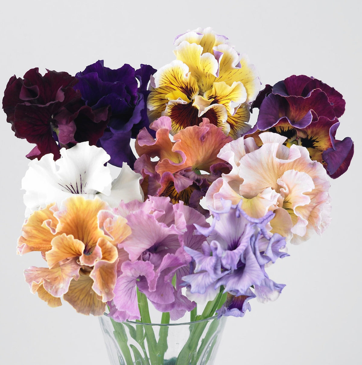 Pensé ‘Moulin Rouge’ F1 – krusiga penséblommor i vinrött, violett och citrongult