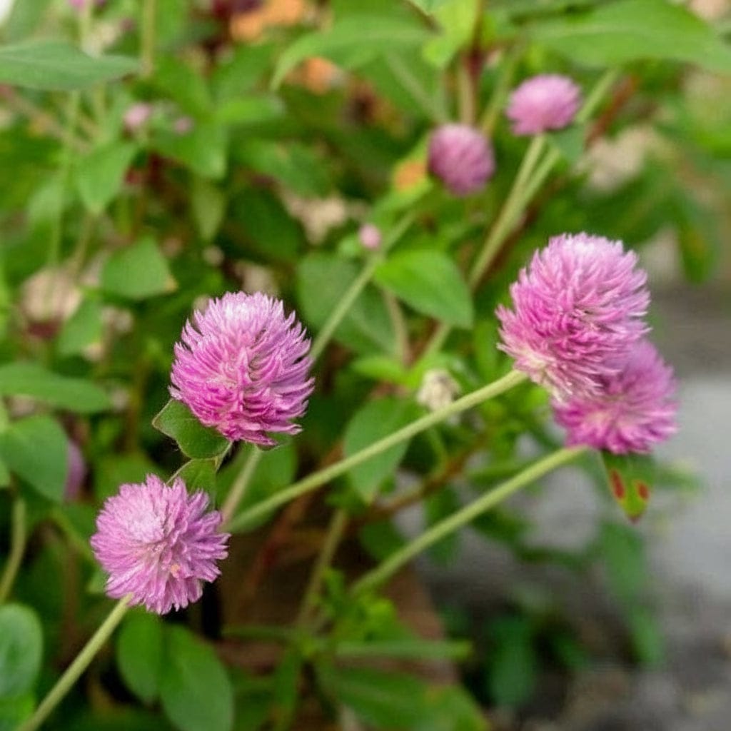 Pink Globe – Rosa klotamarant (Gomphrena) för bukett & torkning Palettparadiset