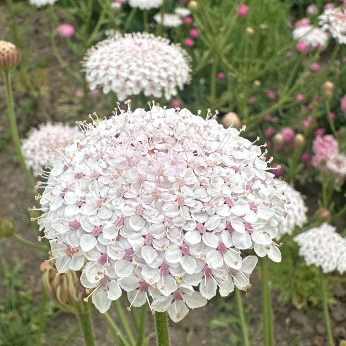 Pink Lace – Spetsblomma i pudrigt rosa Palettparadiset