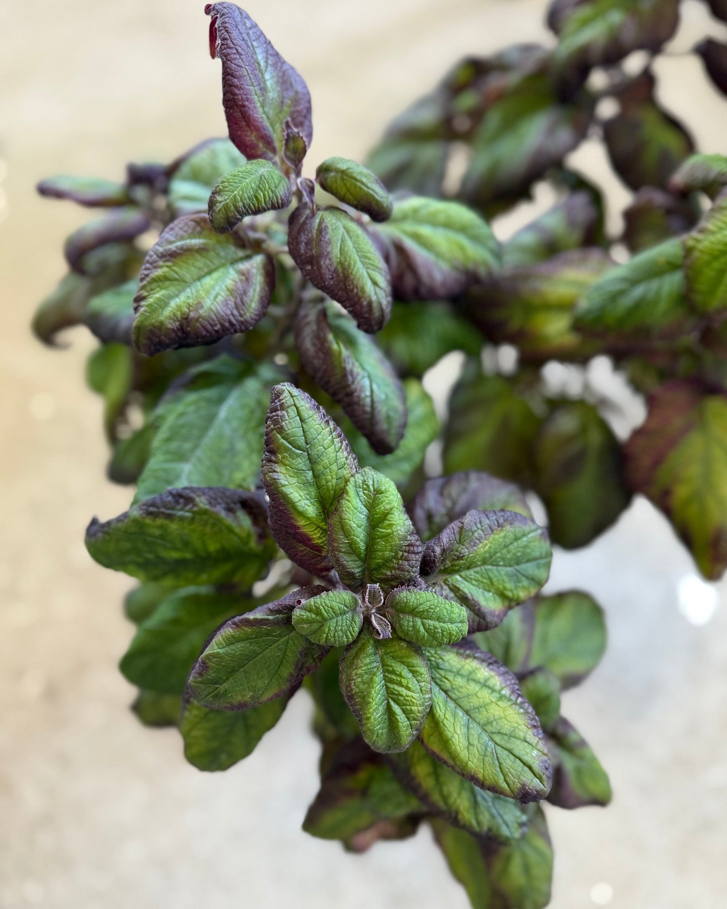 Plum Frost - Stickling Palettparadiset