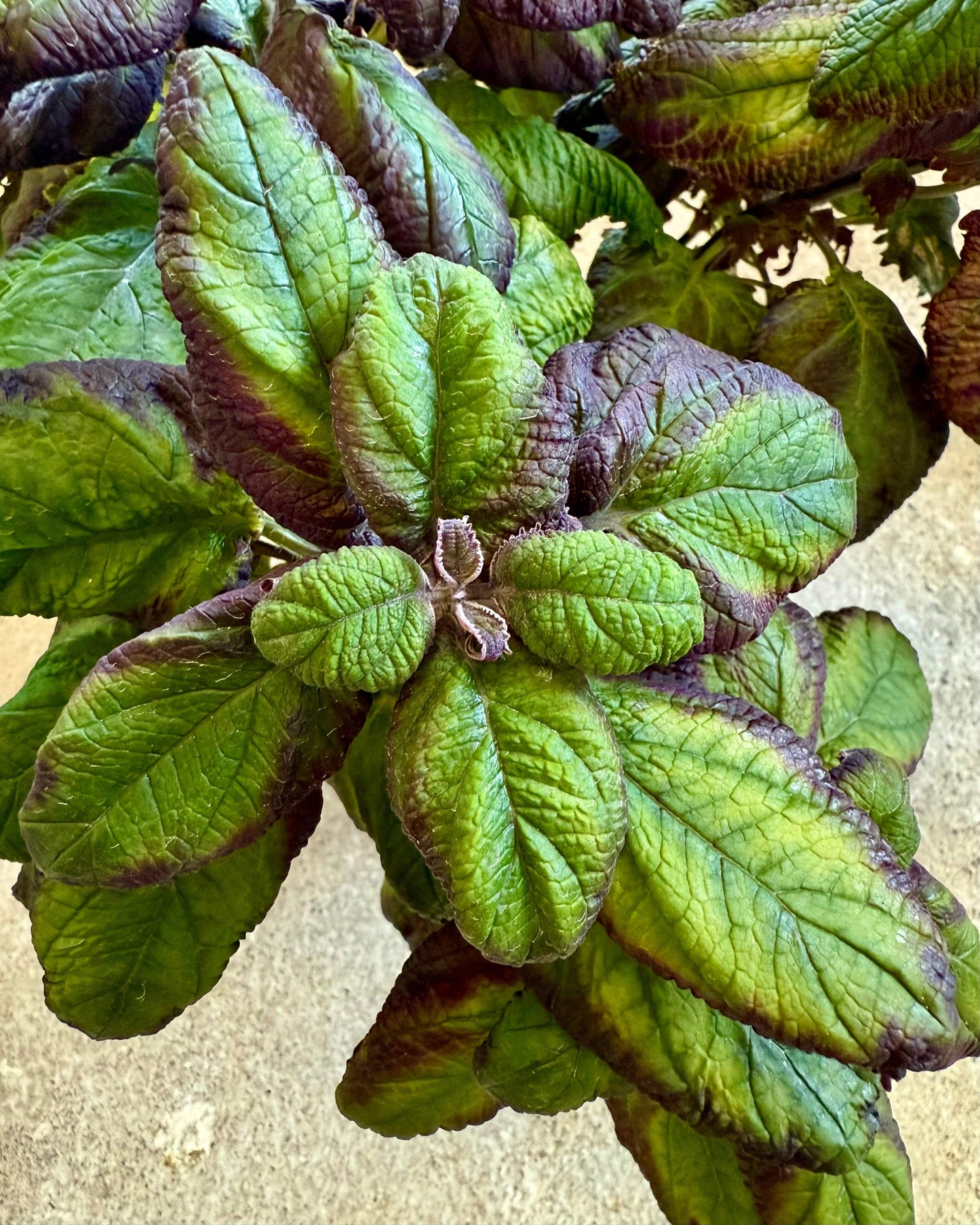 Plum Frost - Stickling Palettparadiset