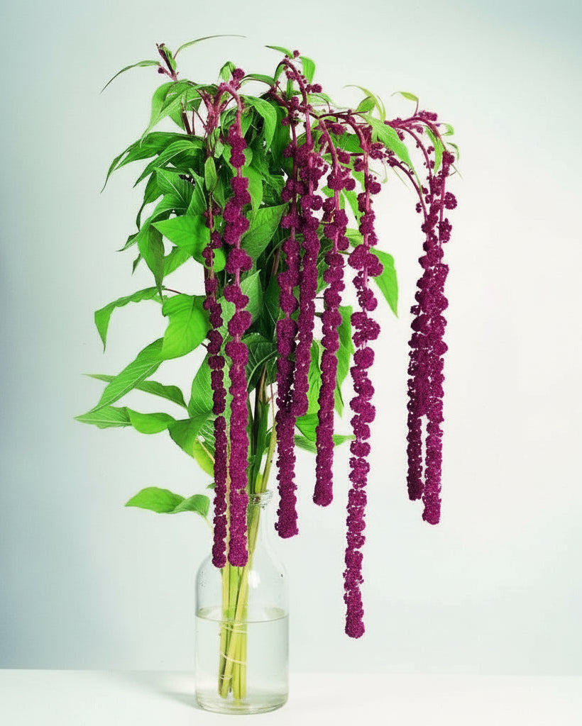 Pony Tails – mjuk hängande amarant för buketter & torkning Blomfröer Palettparadiset