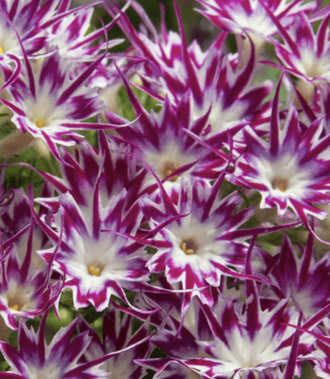 Popstars Purple with eye - Sommarflox Palettparadiset