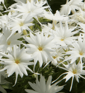 Popstars White - Sommarflox Palettparadiset