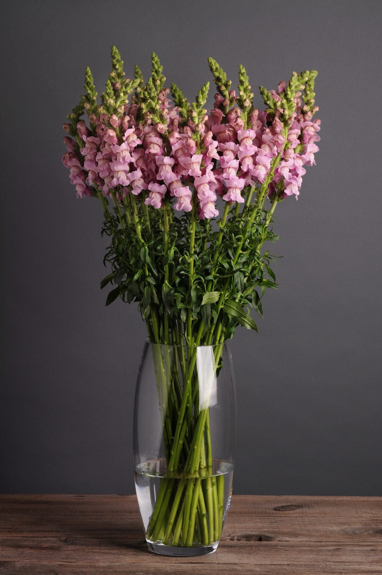 Potomac Lavender – mjukt lavendeltonad lejongap för eleganta sommarbuketter Palettparadiset