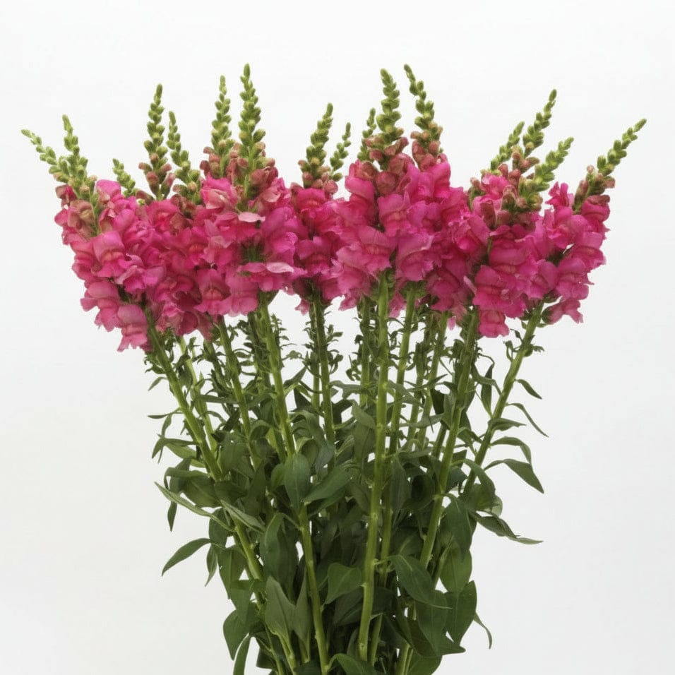 Potomac Mörkrosa – Elegant hög lejongap Palettparadiset