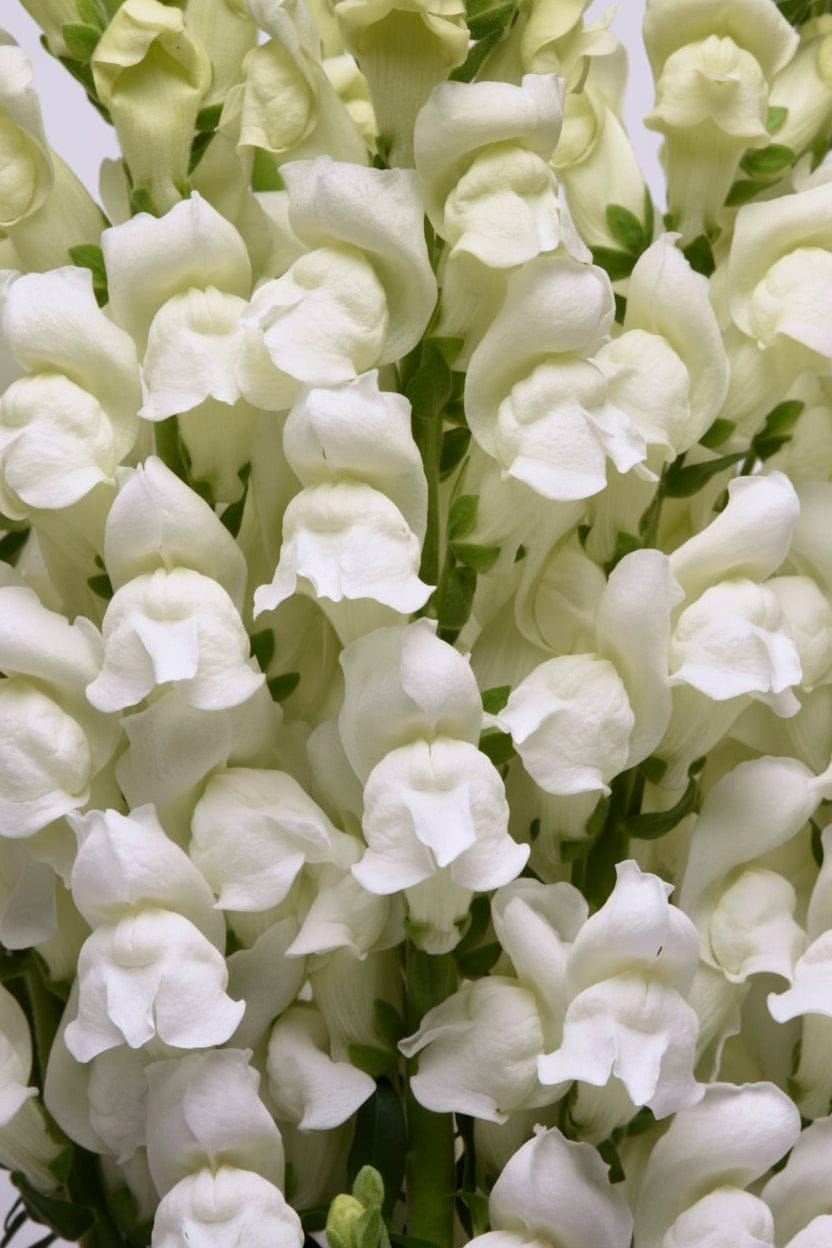 Potomac White – klassiskt vit lejongap för buketter & höjd i rabatten Palettparadiset