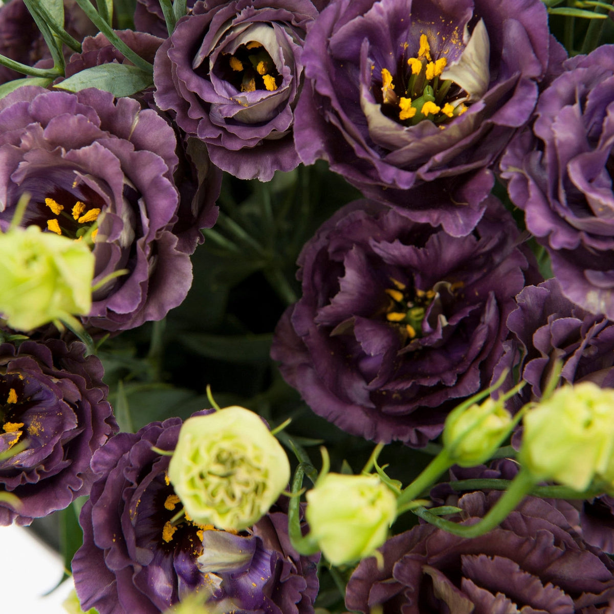 Prärieklocka Rosanne Black Pearl, fylld blomma i djupt mörk vinröd ton