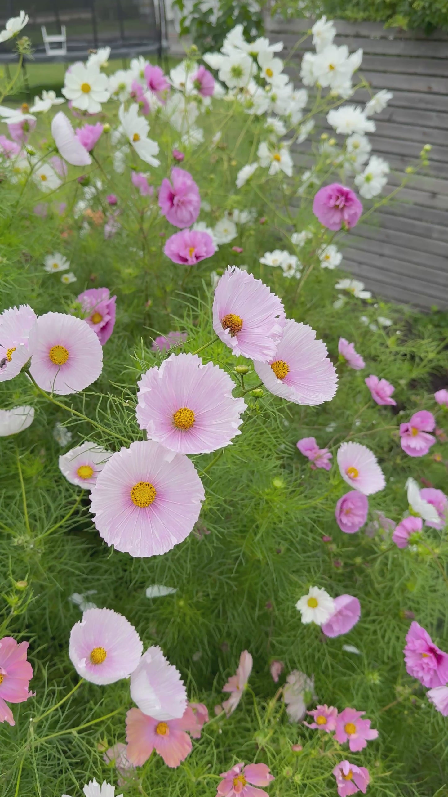 Rosenskära ‘Cupcakes Blush’