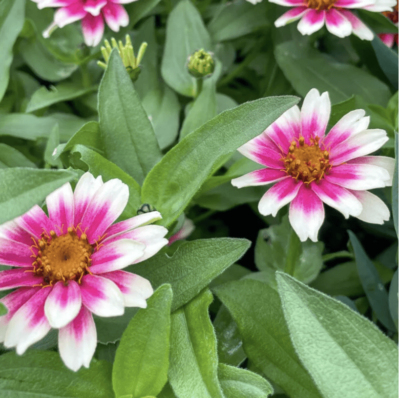 Profusion Cherry Bicolour - Zinnia Palettparadiset