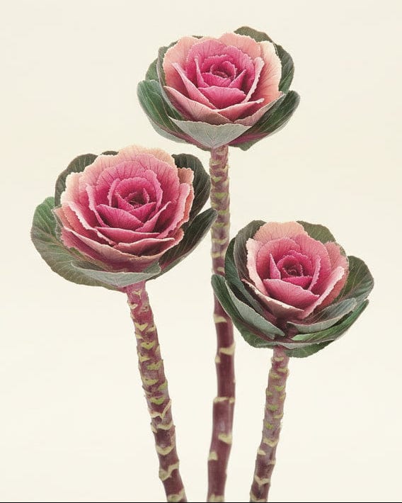 Prydnadskål ‘Crane Pink’ – mjuk rosatonad höstsort Palettparadiset