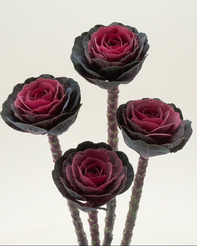 Prydnadskål ‘Crane Red’ – vinröd höstfavorit för snitt och rabatt Palettparadiset