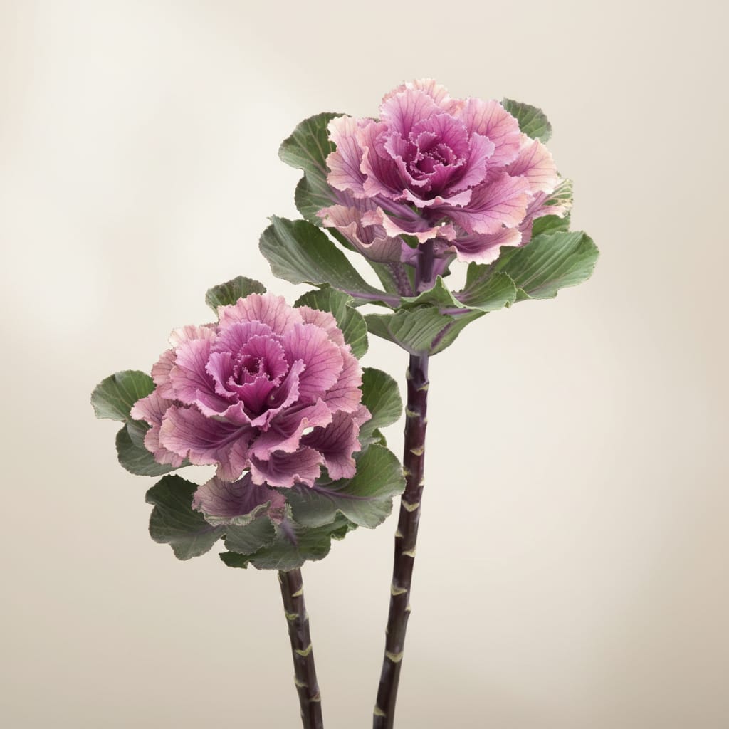Prydnadskål ‘Flare Rose’ – rosa och lila höstblomma