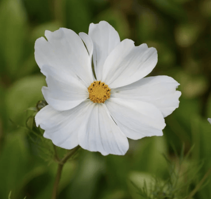 Purity White – Klassisk vit rosenskära med elegans Palettparadiset