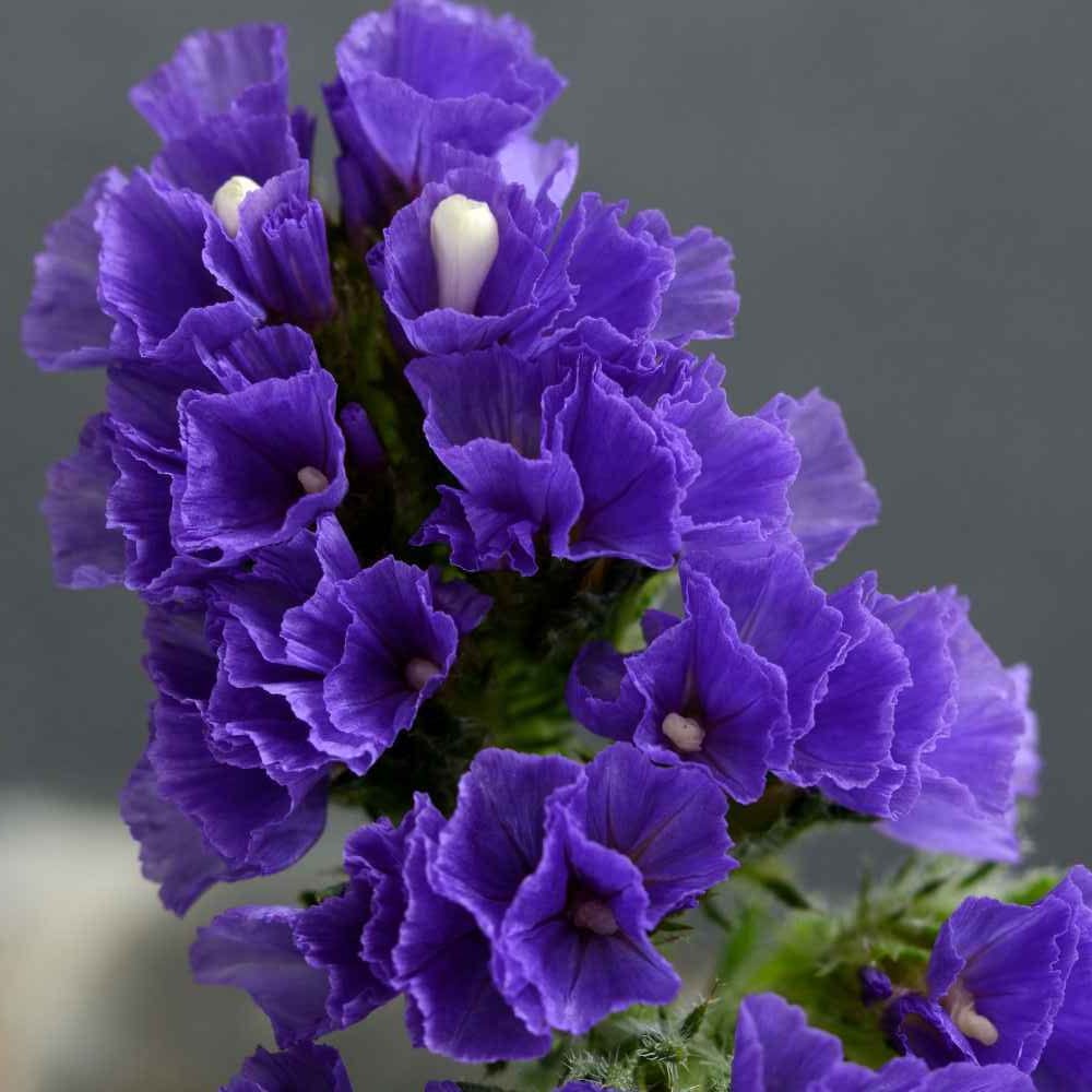 Purple Attraction – Risp i djupviolett elegans Palettparadiset