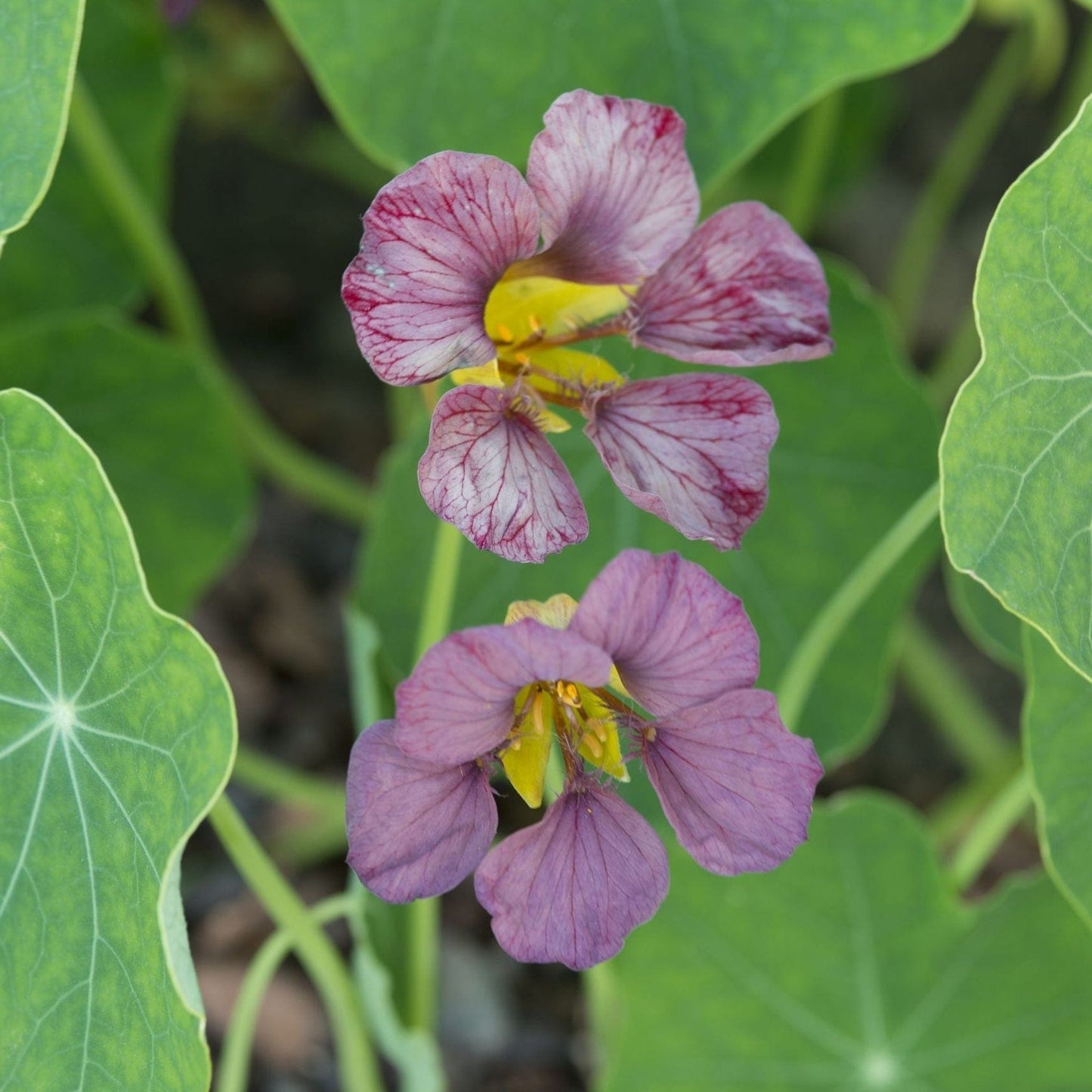Purple Emperor – Slingerkrasse i kungligt violett Palettparadiset