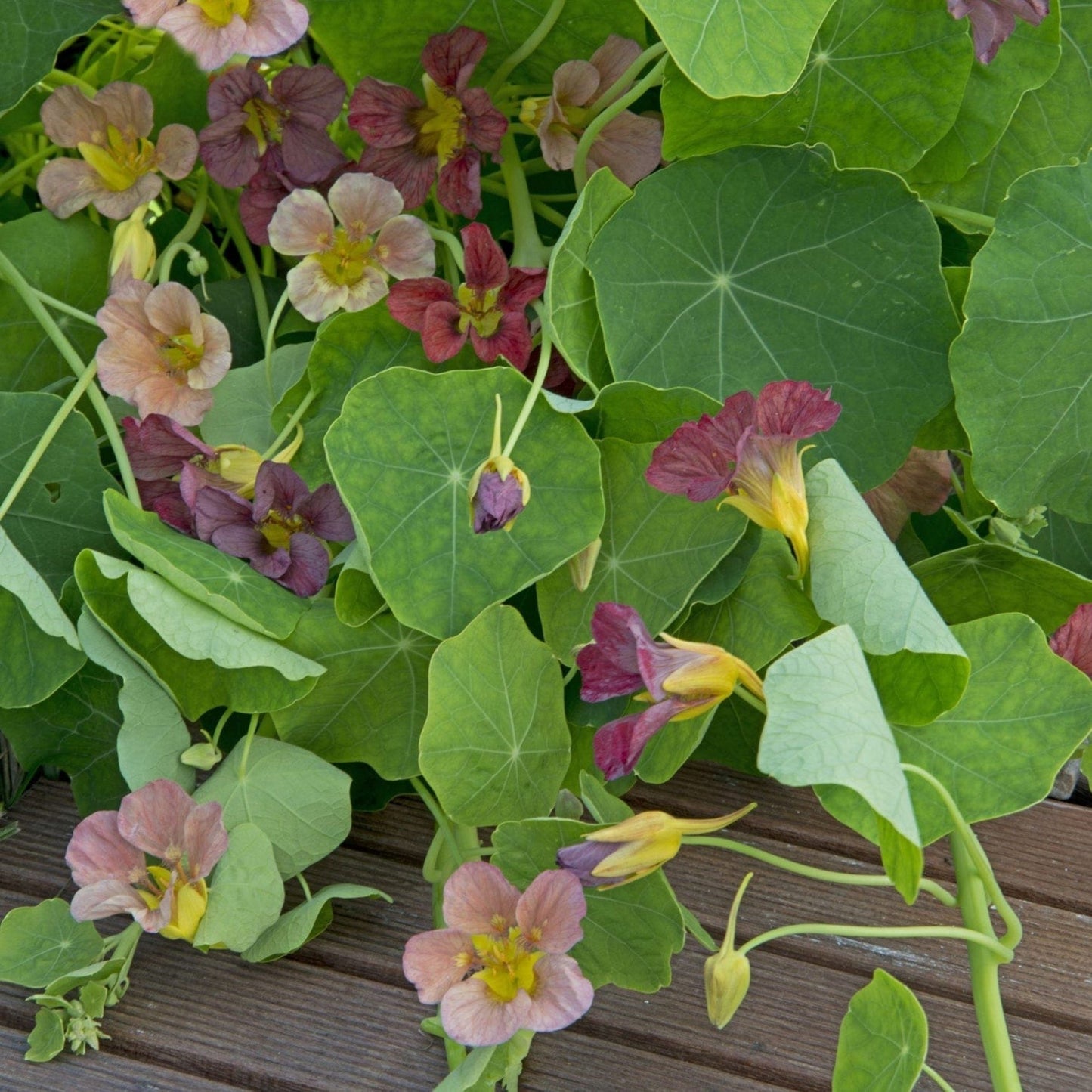 Purple Emperor – Slingerkrasse i kungligt violett Palettparadiset