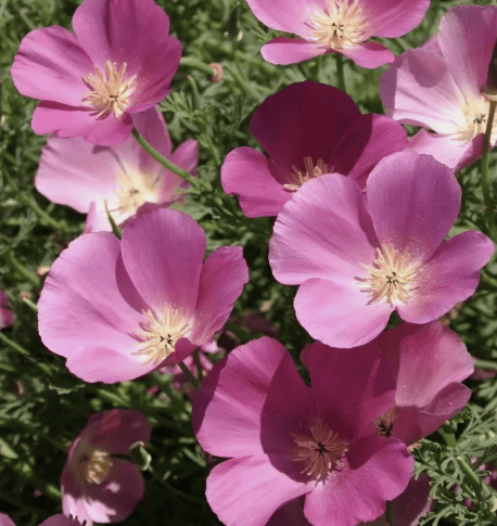 Purple Gleam – Djupviolett sömntuta med sammetslyster Palettparadiset