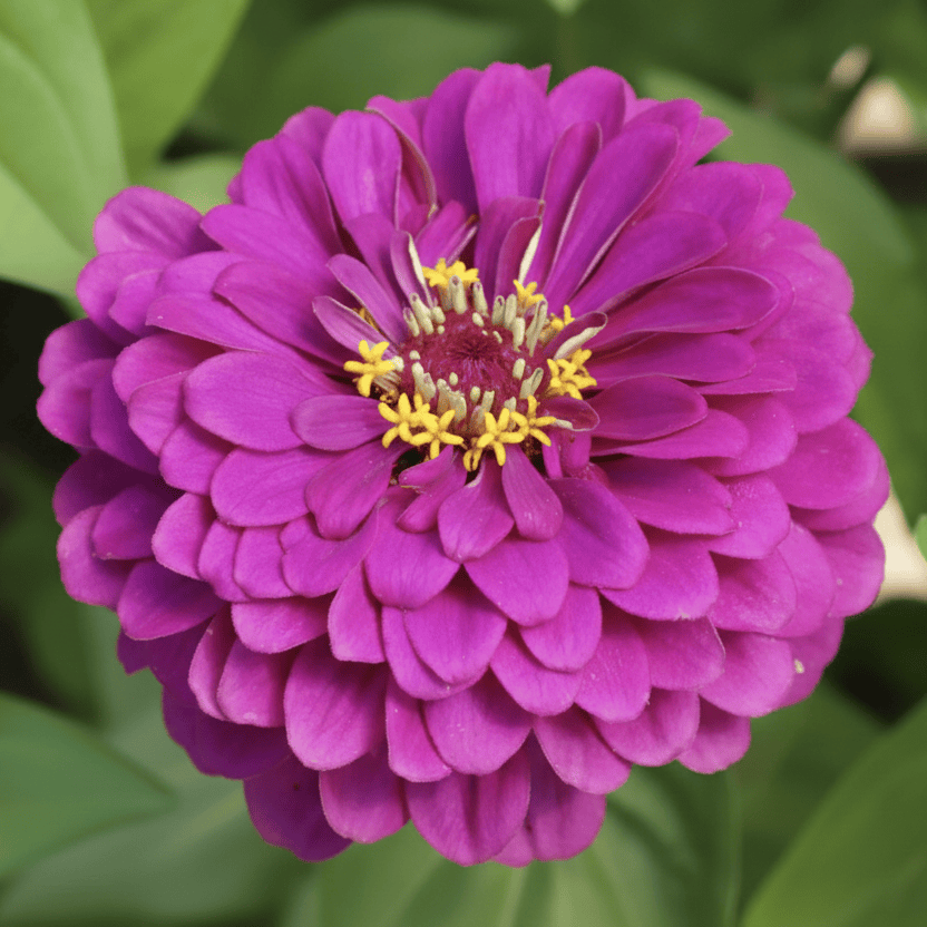 Purple Prince – Mäktig zinnia i kungligt violett Blomfröer Palettparadiset