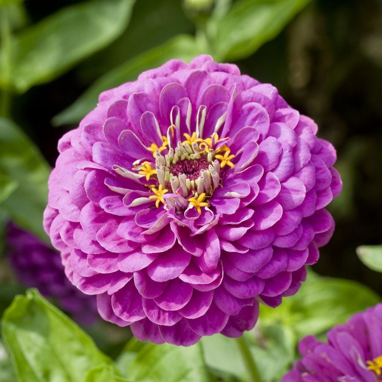 Purple Prince – Mäktig zinnia i kungligt violett Palettparadiset