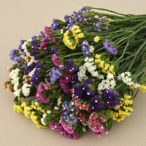 QIS Mixture – risp i harmonisk färgblandning Blomfröer Palettparadiset